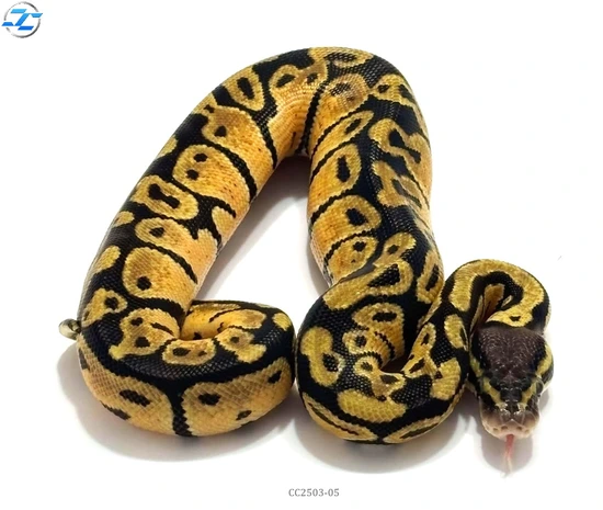 Pastel Het Desert Ghost Ball Python by Crimson Coils