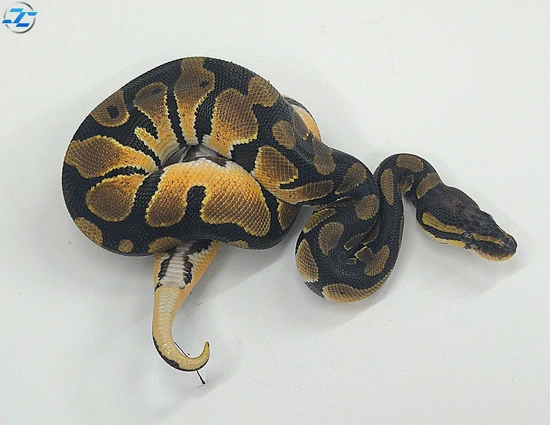 Orange Dream Het Piebald 50% Het Desert Ghost Ball Python by Crimson Coils