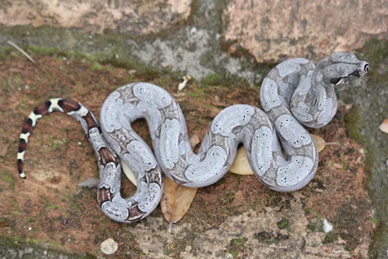 Image showcasing '22 Bolivian (06M) Short-Tailed Boa Constrictor by CrispySnakes