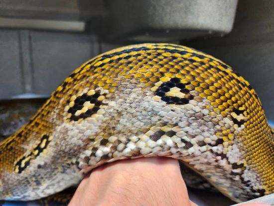 Big Marble Female-NERD Lineage Reticulated Python by Saint Reticland ...