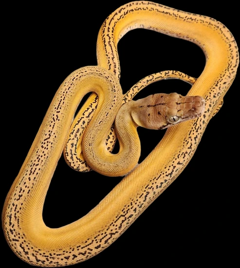 Lemonglow Marble Motley Het Caramel Or Clark Albino Reticulated Python ...
