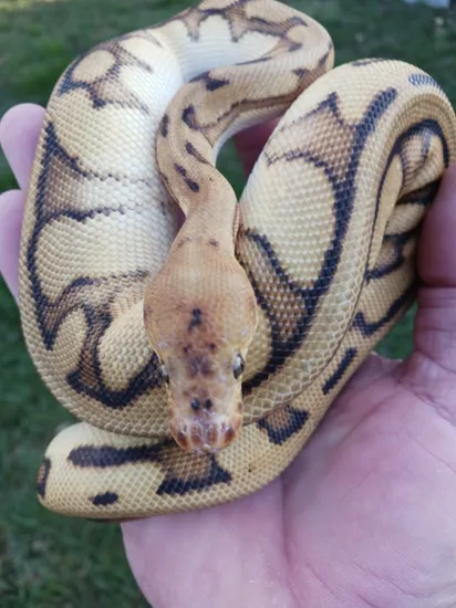 Clown Genetic Stripe Spotnose Ball Python by Crowe Family Morphs LLC.