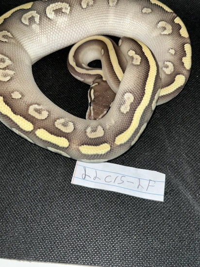 Mystic Phantom Yellow Belly Ball Python by Sizer's Serpents