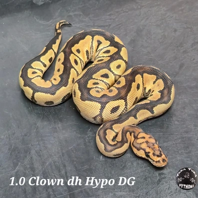Clown Dh Hypo/Desert Ghost Ball Python - female for sale from TakaTukaPythons