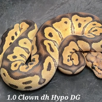 Clown Dh Hypo/Desert Ghost Ball Python - male for sale from TakaTukaPythons