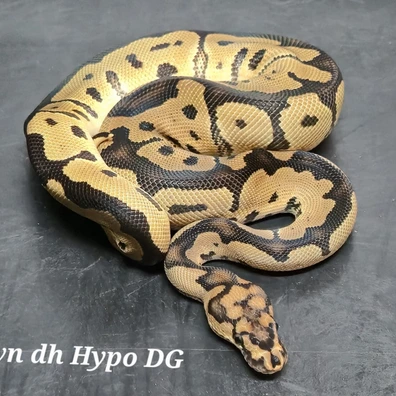 Clown Dh Hypo/Desert Ghost Ball Python - female for sale from TakaTukaPythons