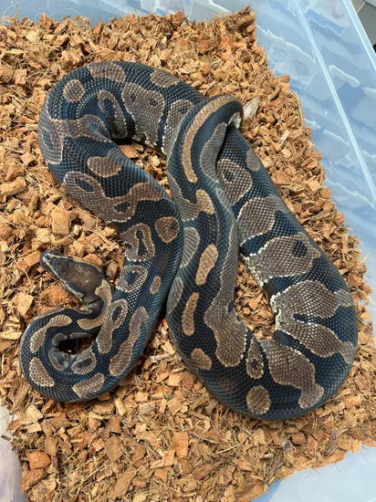 Normal 100% Het Pied Ball Python by Redstrom Reptiles