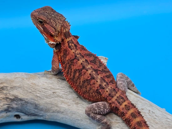 Male Translucent Part Red Monster NO RESERVE STARTS AT $1.00 Central ...