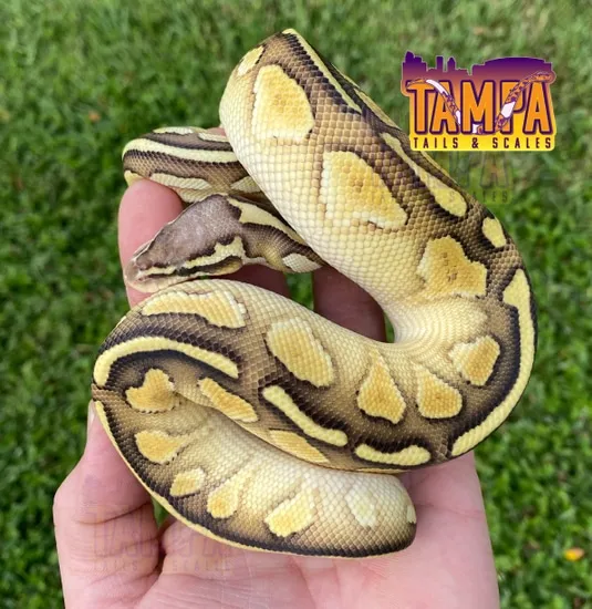Hmt Ball Python Pastel Butter 100% Het Hypo Ball Python by Tampa Tails & Scales