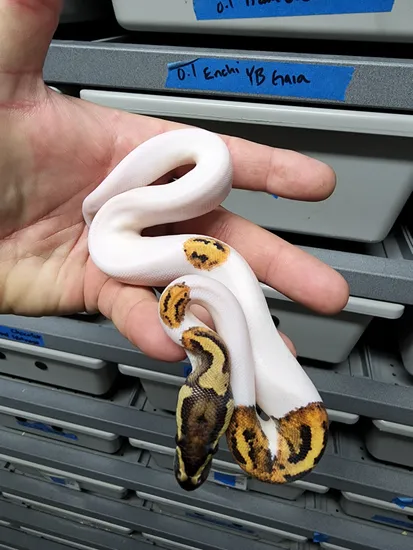 Fire Pied Poss Yellowbelly Ball Python by C&S reptiles