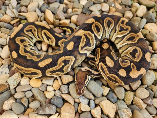Barnhart Black Pastel Het Clown Ball Python by Custer Constriction