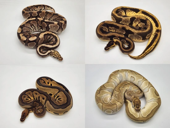 Female Group Ball Python by Custer Constriction