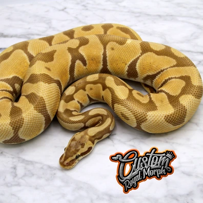 Ultramel Enchi Pastel Blaze