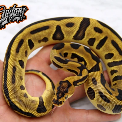 Hi Orange Dream Enchi Leopard Th Clown Pied Desert Ghost Ball Python - female for sale from Custom Royal Morph
