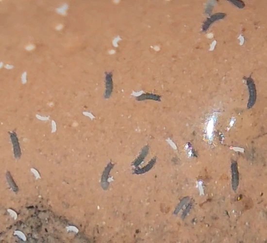 Tiny Blue Springtails (Hypogastruridae) Isopod by Cutie Pods & Plants