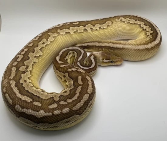 Collection Sale, Make Offer. Pair- Mahogany Lesser HRA Het Pie Poss. 50 ...