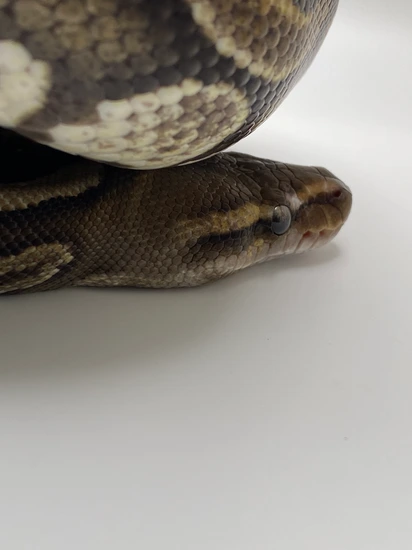 Mahogany HRA Het Green Ghost Ball Python by Boosted Morphs