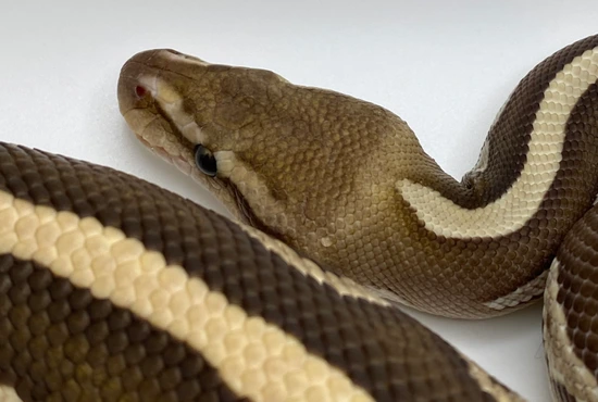 Mahogany Lesser Hra Het Clown 50% Het Green Ghost Ball Python by ...