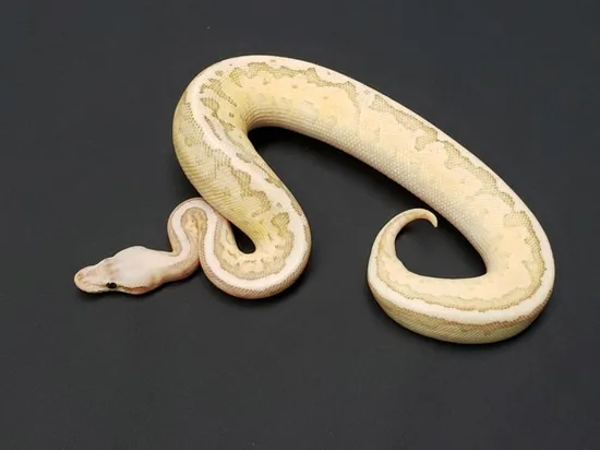 Killer Emperor Possible Fire Ball Python by CV Exotics inc.