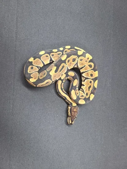 Normal 21f_4197 Ball Python by CV Exotics inc.