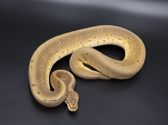 Leopard Spider Ball Python Spider Pinstripe Leopard Ball Python by CV Exotics inc.