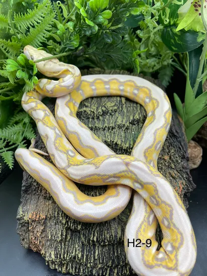 Platinum Sunfire Ghost Reticulated Python by Titan Retics