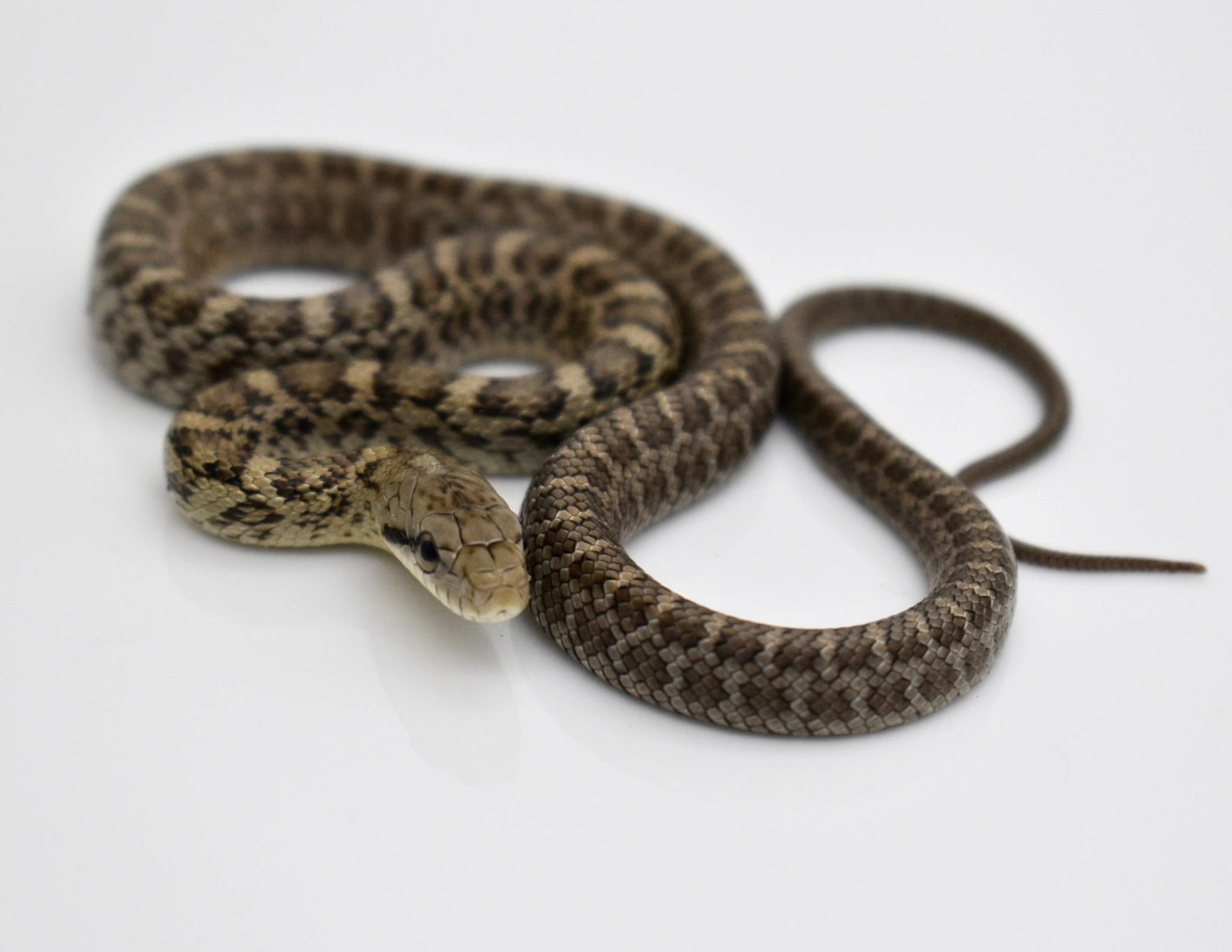 Japanese Rat Snake Other Rat Snakes by Mighty Morphin Sneks