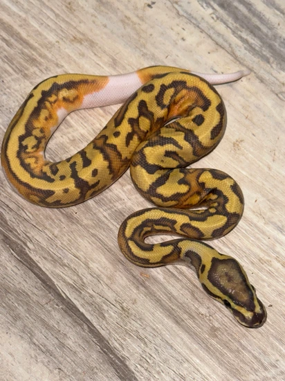 Super Enchi Hypo Piebald Het Clown Ball Python by Royal Ambassador Reptiles