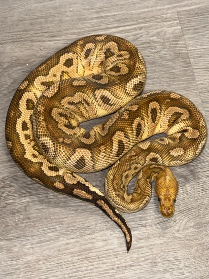Bull Python Granite Nanny Special Granite Clown Ball Python by Royal Ambassador Reptiles