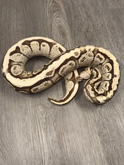 Super Vanilla Het Hypo Ball Python by Royal Ambassador Reptiles
