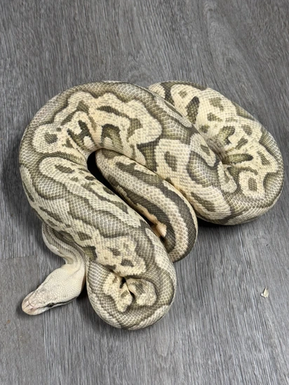 Hypo Pastel Leopard Fire Or Vanilla Ball Python by Royal Ambassador ...