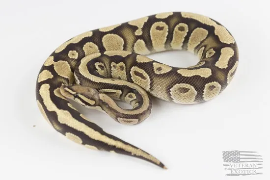Black Pastel Fire 100% Clown 50% Het Orange Ghost Ball Python by ...