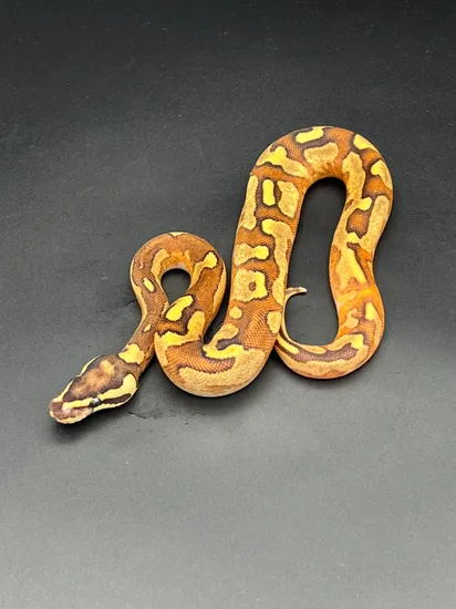 Lucifer, Enchi, HGW, Granite, YB, Calico Ball Python by Cyber Serpents