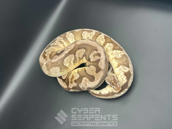 Pastel, Lucifer, YB, HGW, Granite Ball Python by Cyber Serpents