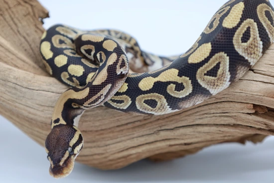 Yellow Belly Phantom Ball Python by Dad bod exotics