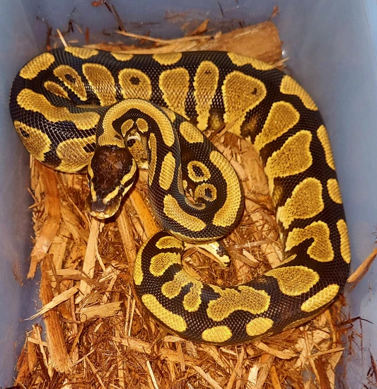 yellowbelly-66-poss-het-puzzle-ball-python-by-glamorous-pythons