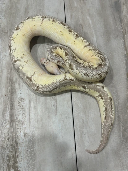 Female Pastel Cinnamon Spider Superstripe Het Albino Ball Python by ...
