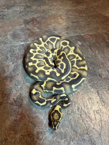 Leopard Orange Dream Freeway Het Clown 50% Het Pied Possibly Fire And ...