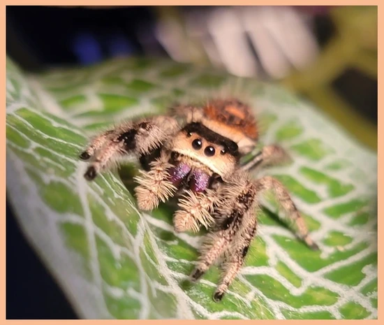 Regal Jumping Spider - Phidippus Regius - Tan Morph by Dallas Jumpers