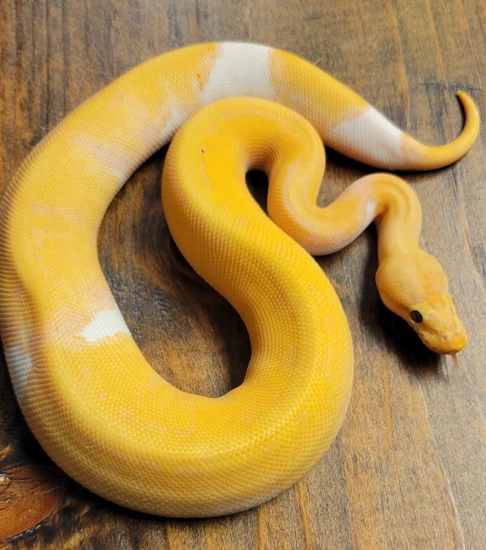 Ball Python Squeeze Banana Pinstripe Pied Ball Python by DM Squeeze Noodles