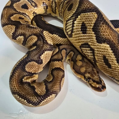 Clown Yellow Belly Pos Red Stripe (UK)