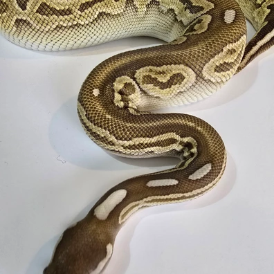 Lesser Poss New Canadian Line Of Black Pastel