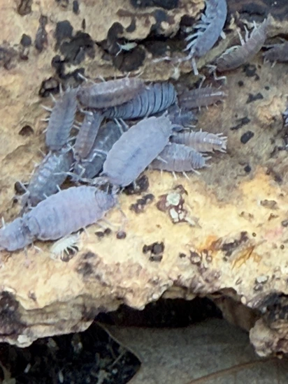 10 Ct Powder Blue Isopods(Porcellionides Pruinosus) by Danelle's ...