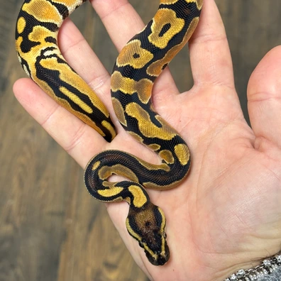 Super Orange Dream 66% Dh Puzzle DG