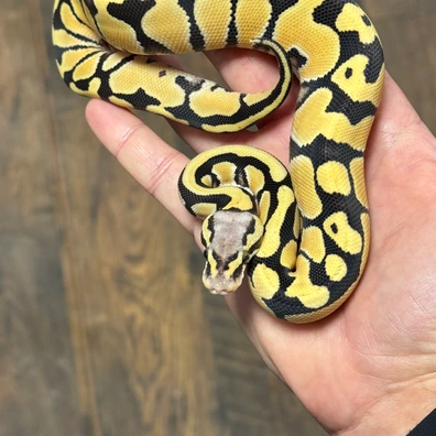 Od Pastel Desert Ghost 66%het Puzzle