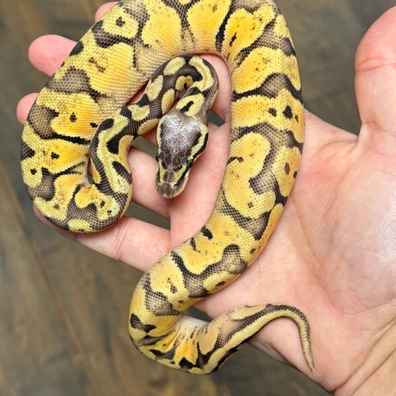 Super Od Super Pastel 66% Dh Puzzle DG