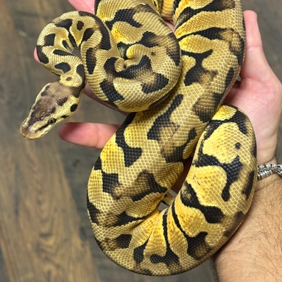 Orange Dream Pastel Puzzle Het Desert Ghost Ball Python - male for sale from Stabia Regius