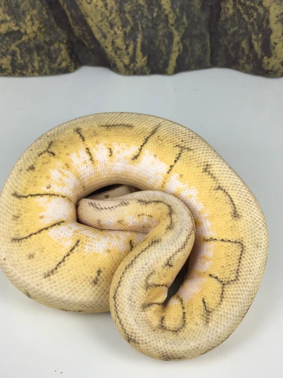 Killer Blast Ball Python by KD Reptilez