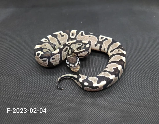 Fire/Vanilla TSK Axanthic 50% Het Hypo Ball Python by Chain Reaction ...