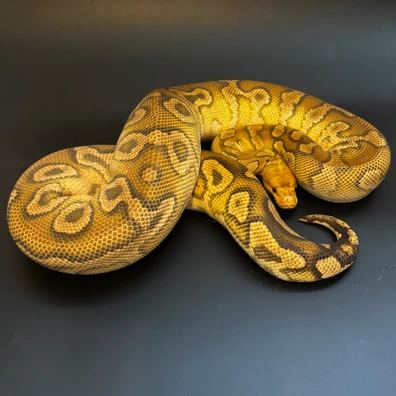 Proven Cypress Yellow Belly Clown Ball Python - female for sale from Drs Reptiles